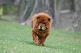 CHOW CHOW 702